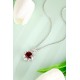 Ruif Jewelry Classic Design S925 Silver 5.8ct Lab Grown Ruby Pendant Necklace Gemstone Jewelry